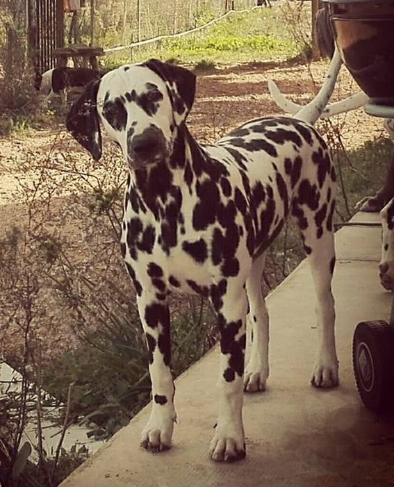 les chiens de florence Metis