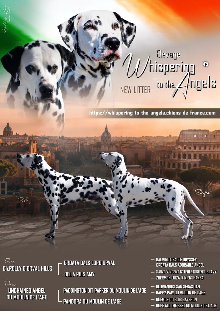 Mariage skyla & Rolly 