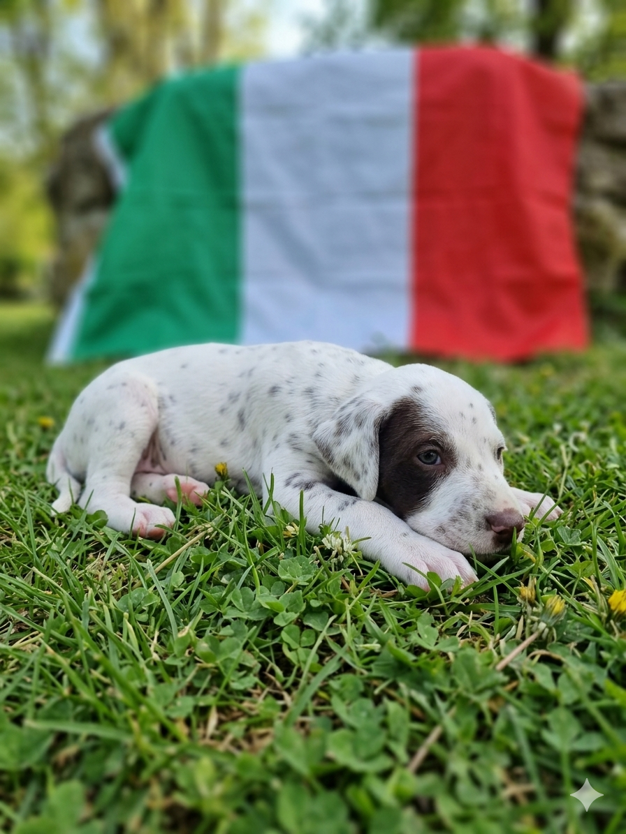 Whispering To The Angels - Chiots disponibles - Dalmatien