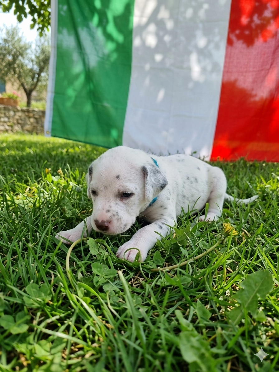 Whispering To The Angels - Chiots disponibles - Dalmatien