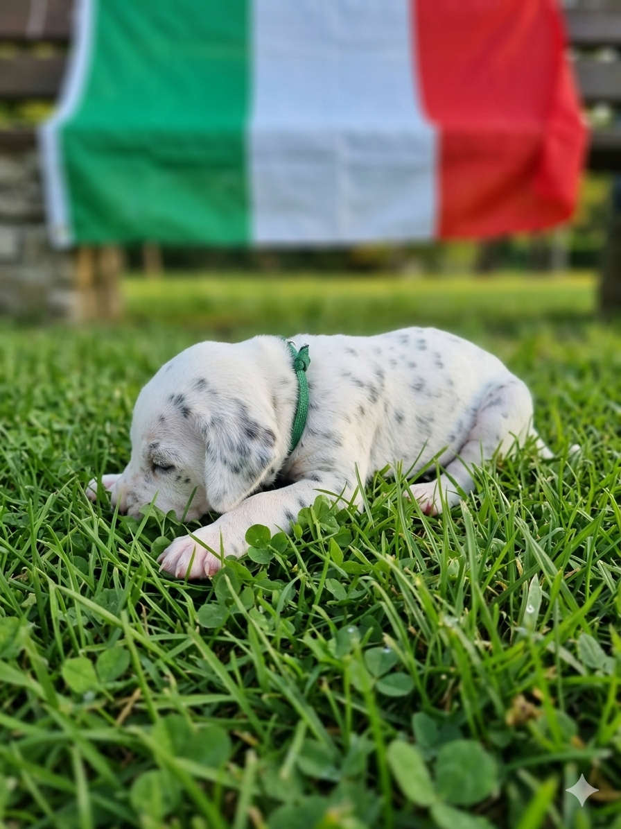 Whispering To The Angels - Chiots disponibles - Dalmatien
