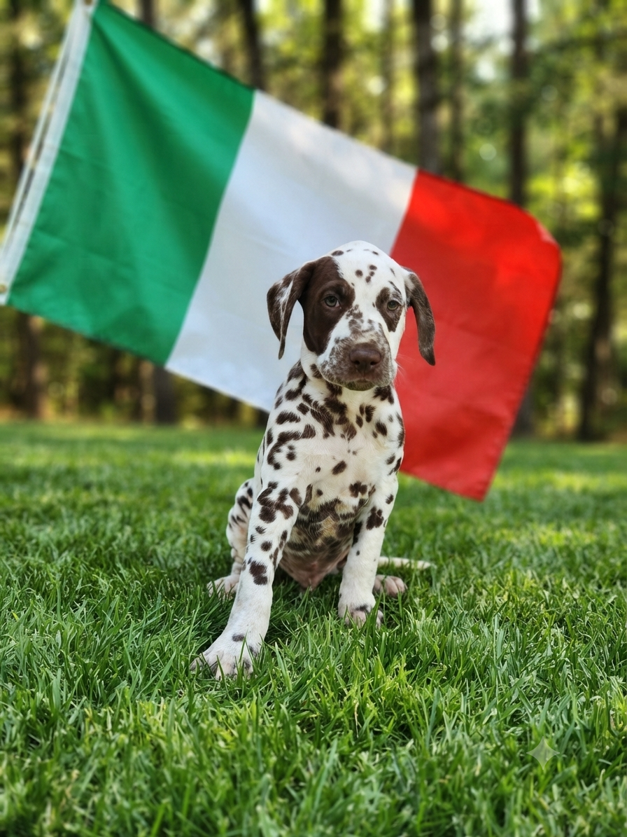 Whispering To The Angels - Chiots disponibles - Dalmatien