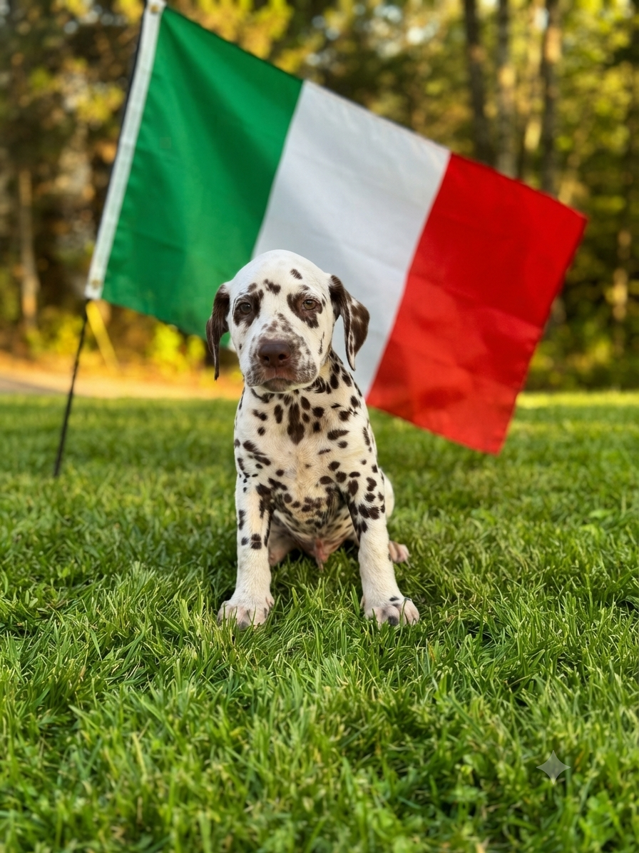 Whispering To The Angels - Chiots disponibles - Dalmatien