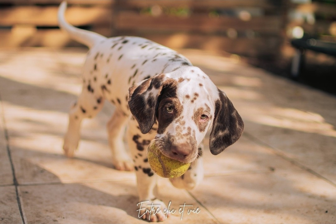 Whispering To The Angels - Chiots disponibles - Dalmatien