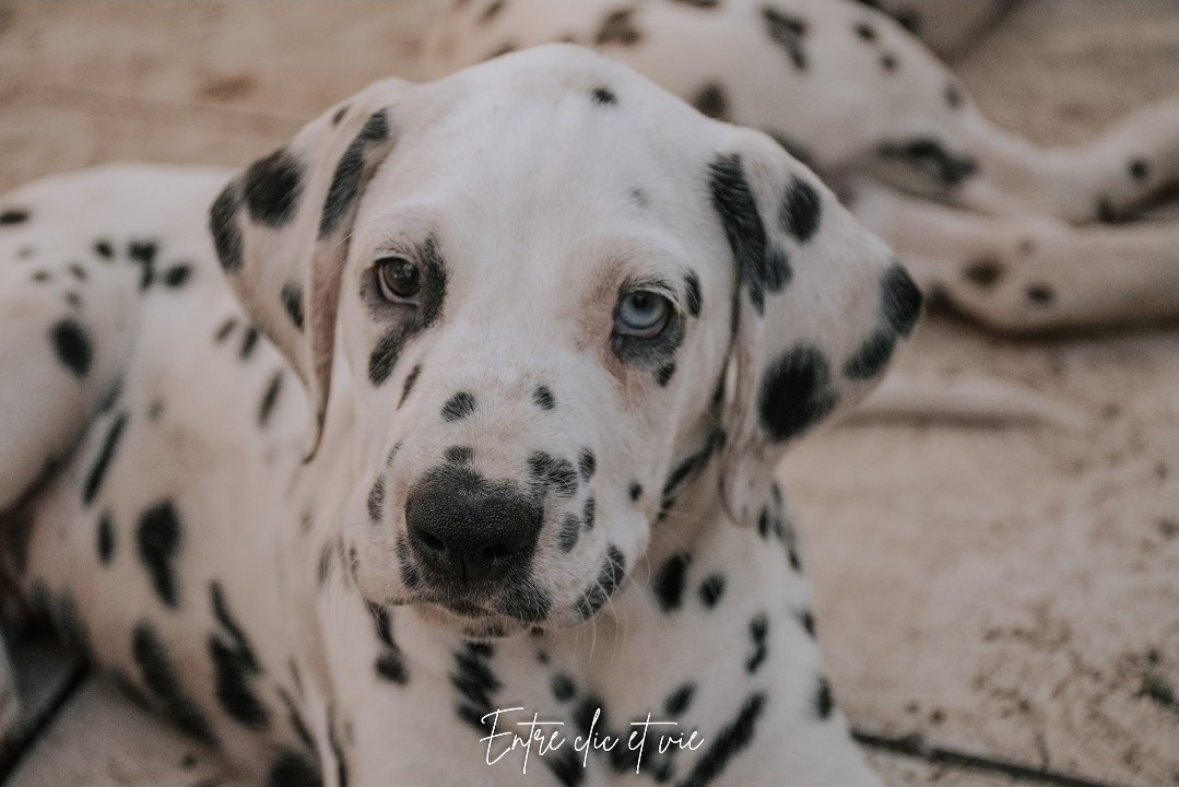 Whispering To The Angels - Chiots disponibles - Dalmatien