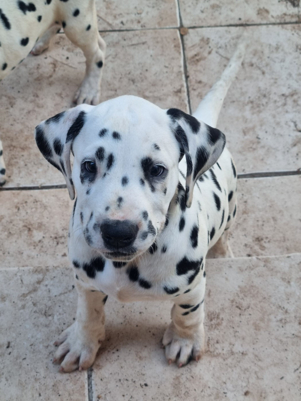 Whispering To The Angels - Chiots disponibles - Dalmatien