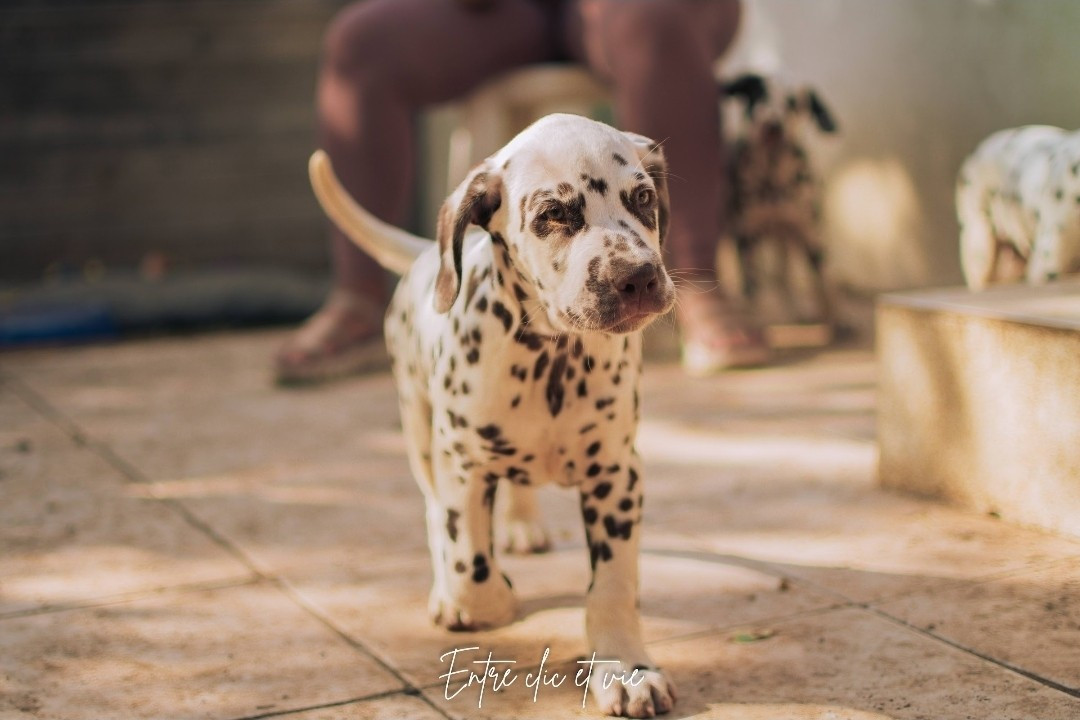Whispering To The Angels - Chiots disponibles - Dalmatien